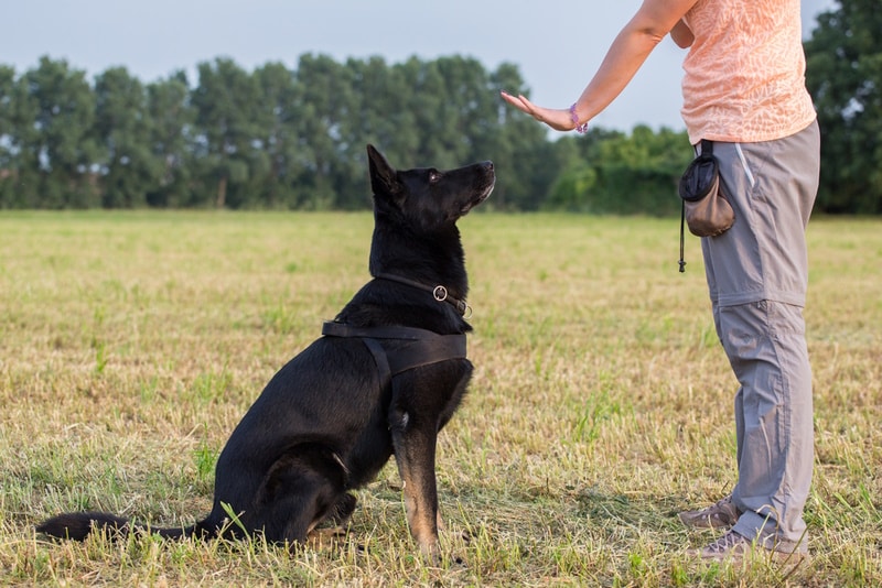black,german,shepherd,training,(sit,command)