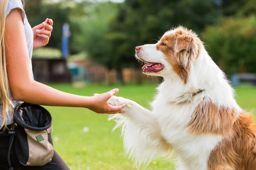 australian,shepherd,dog,gives,a,girl,the,paw